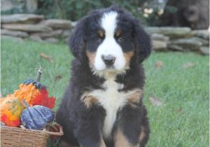 Bernese Mountain Dog Mass Sweet Bernese Mountain Dog Puppies Craigspets