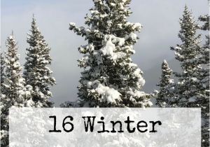 Best Trees for Colorado 16 Winter Activities In Denver Me Colorado Home Sweet Home