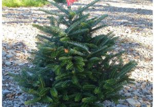 Best Trees for Colorado Eaglesford Christmas Tree Live Plant with Best Pot Indoor Indoor
