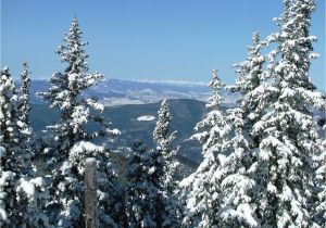 Best Trees for Colorado Snowy Colorado Trees Colorado Scenery Snowy Scenes In the