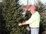 Best Trees for Colorado Tis the Season Nothing Says Christmas More Than the Tree Local