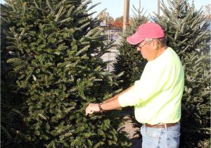 Best Trees for Colorado Tis the Season Nothing Says Christmas More Than the Tree Local