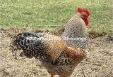 Bielefelder Chickens for Sale Bielefelder and Silkie Chicks