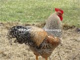 Bielefelder Chickens for Sale Bielefelder and Silkie Chicks