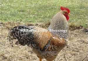 Bielefelder Chickens for Sale Bielefelder and Silkie Chicks