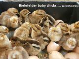 Bielefelder Chickens for Sale Bielefelder Baby Chicks Chickens for Sale Cackle Hatchery