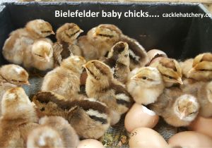 Bielefelder Chickens for Sale Bielefelder Baby Chicks Chickens for Sale Cackle Hatchery