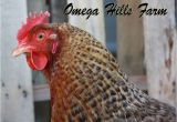 Bielefelder Chickens for Sale Bielefelder Chickens and Hatching Eggs for Sale