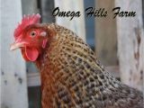 Bielefelder Chickens for Sale Bielefelder Chickens and Hatching Eggs for Sale