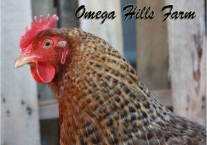 Bielefelder Chickens for Sale Bielefelder Chickens and Hatching Eggs for Sale