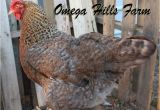 Bielefelder Chickens for Sale Bielefelder Chickens and Hatching Eggs for Sale