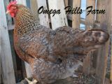 Bielefelder Chickens for Sale Bielefelder Chickens and Hatching Eggs for Sale