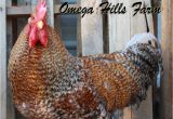 Bielefelder Chickens for Sale Bielefelder Chickens and Hatching Eggs for Sale