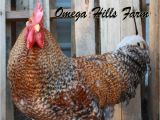 Bielefelder Chickens for Sale Bielefelder Chickens and Hatching Eggs for Sale