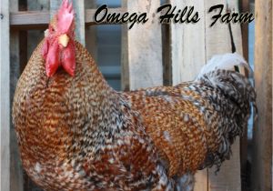 Bielefelder Chickens for Sale Bielefelder Chickens and Hatching Eggs for Sale