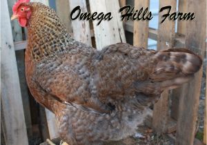 Bielefelder Chickens for Sale Bielefelder Chickens and Hatching Eggs for Sale