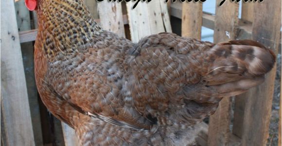 Bielefelder Chickens for Sale Bielefelder Chickens and Hatching Eggs for Sale