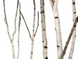 Birch Branches Hobby Lobby Birch forks 5 39 Up to 8 39