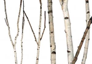 Birch Branches Hobby Lobby Birch forks 5 39 Up to 8 39