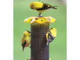 Birds Choice Bird Feeders Shop Birds Choice Nyjer Steel Tube Bird Feeder at Lowes Com