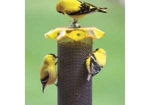 Birds Choice Bird Feeders Shop Birds Choice Nyjer Steel Tube Bird Feeder at Lowes Com