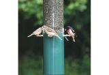 Birds Choice Classic Bird Feeder Birds Choice Classic Bird Feeder with Squirrel Baffle and