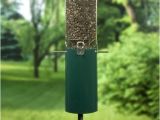 Birds Choice Classic Bird Feeder with Built-in Squirrel Baffle Bird Feeders Store Online Birds Choice Classic Bird