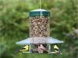 Birds Choice Classic Bird Feeder with Squirrel Baffle and Pole Duncraft Com Birdschoice Classing Hanging Feeder