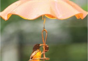 Birds Choice Flower oriole Bird Feeder Small orange Birds Choice Single Cup Single Fruit oriole Tray Bird