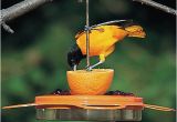 Birds Choice Flower oriole Bird Feeder Small orange Duncraft Com Birdschoice oriole Fest Feeder