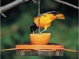 Birds Choice Flower oriole Bird Feeder Small orange Duncraft Com Birdschoice oriole Fest Feeder