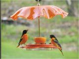 Birds Choice Flower oriole Bird Feeder Small orange oriolefest oriole Feeder Birds Choice