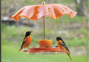 Birds Choice Flower oriole Bird Feeder Small orange oriolefest oriole Feeder Birds Choice