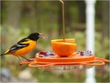 Birds Choice Flower oriole Bird Feeder Small orange oriolefest oriole Feeder Birds Choice