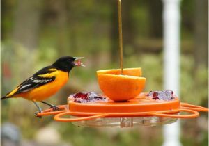 Birds Choice Flower oriole Bird Feeder Small orange oriolefest oriole Feeder Birds Choice