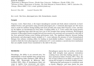 Black Drum Size Limit Nc Pdf Disparity Between Feeding Performance and Predicted Muscle