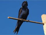Black Hawk Pest Control Rockford Il Fun Facts About Purple Martins Bird Trivia