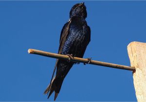 Black Hawk Pest Control Rockford Il Fun Facts About Purple Martins Bird Trivia