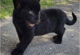 Black Panther Cubs for Sale Baby Black Panther Cub Animal Bird Babies Pinterest