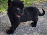 Black Panther Cubs for Sale Baby Black Panther Cub Animal Bird Babies Pinterest