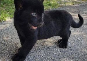 Black Panther Cubs for Sale Baby Black Panther Cub Animal Bird Babies Pinterest