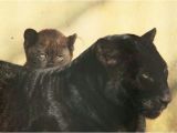 Black Panther Cubs for Sale Black Panther Animal Cubs Black Panther Cub Hiding Behind