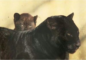 Black Panther Cubs for Sale Black Panther Animal Cubs Black Panther Cub Hiding Behind