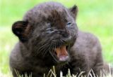 Black Panther Cubs for Sale Black Panther Cubs Panther for Sale Cub Big Cats 3