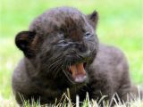 Black Panther Cubs for Sale Black Panther Cubs Panther for Sale Cub Big Cats 3