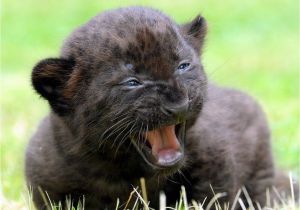 Black Panther Cubs for Sale Black Panther Cubs Panther for Sale Cub Big Cats 3