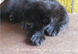 Black Panther Cubs for Sale Free Exotic Animal Classifieds Pets for Sale Local Pincher