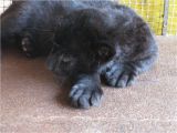 Black Panther Cubs for Sale Free Exotic Animal Classifieds Pets for Sale Local Pincher