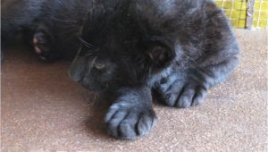 Black Panther Cubs for Sale Free Exotic Animal Classifieds Pets for Sale Local Pincher