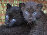 Black Panther Cubs for Sale La Pantera Negra Ilianalissethvasquezfigueroa